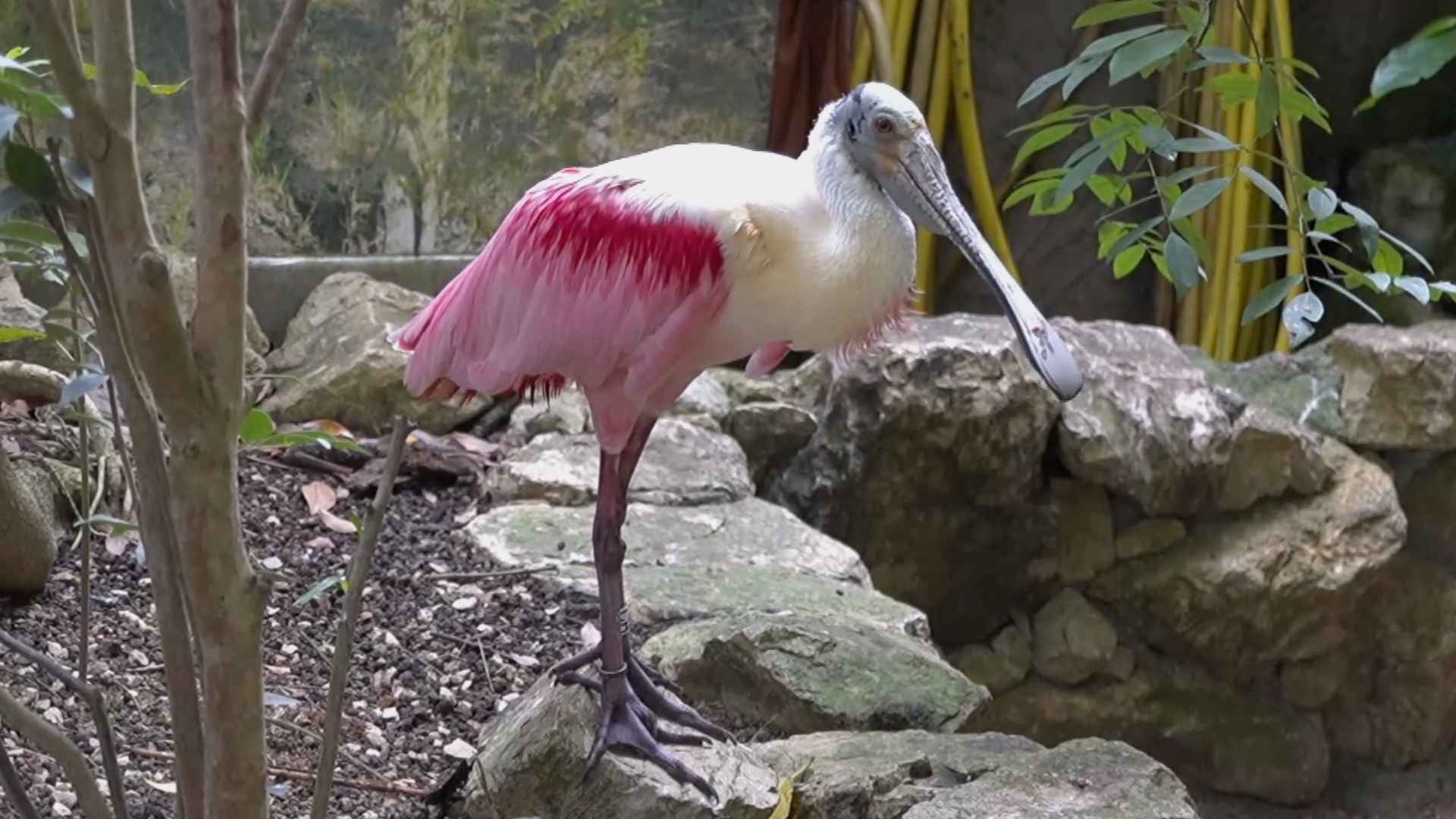 Schmetterline und Co. gibts im Papiliorama in Kerzers zu sehen