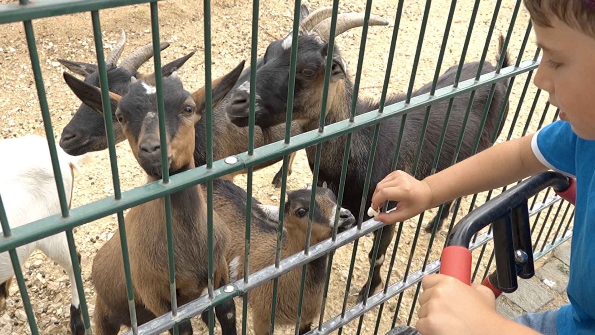 Der Park, in dem Kinder die Tiere füttern können