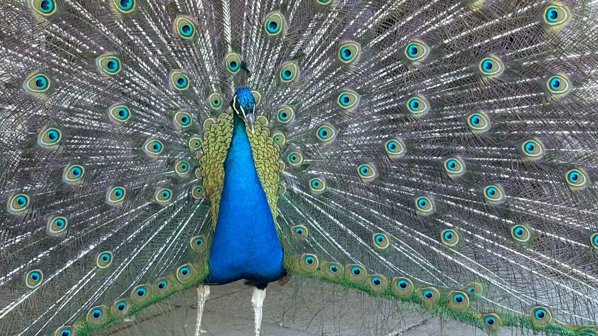 Kleintierpark in Valbirse: Eine Ruheoase für Tiere