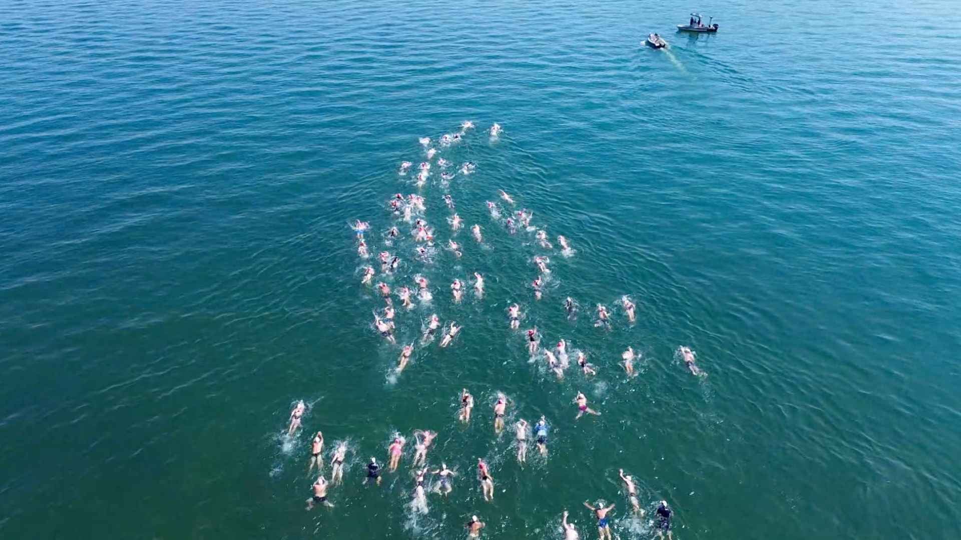 Über 300 Teilnehmerinnen und Teilnehmer beim traditionellen Insel-Ligerz-Schwimmen